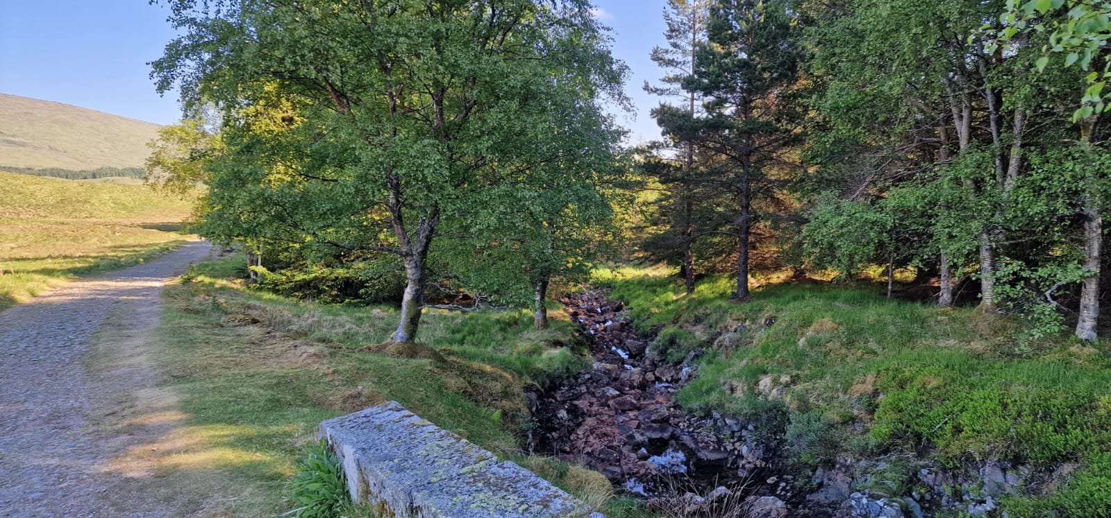 Guided hike through ancient Scots pine forest